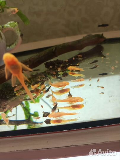 Рыбки аквариумные