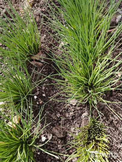 Лук Шнитт, тархун, мята-4вида,душица,мелисса