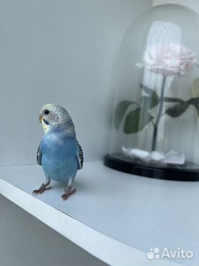 Волнистый попугай