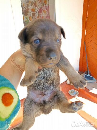 Шарпей помесь в добрые руки