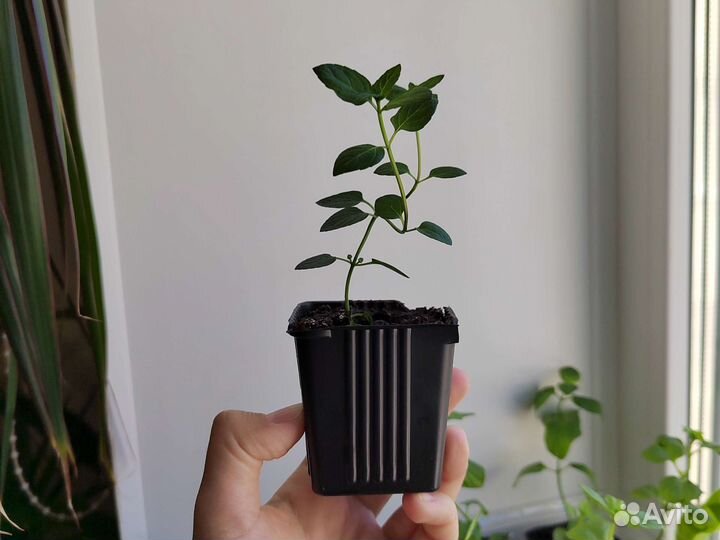 Мята шоколадная