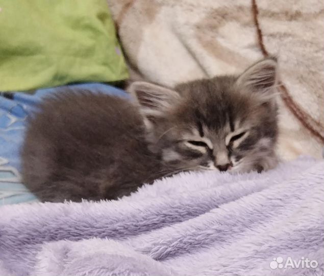 Котята в добрые руки бесплатно