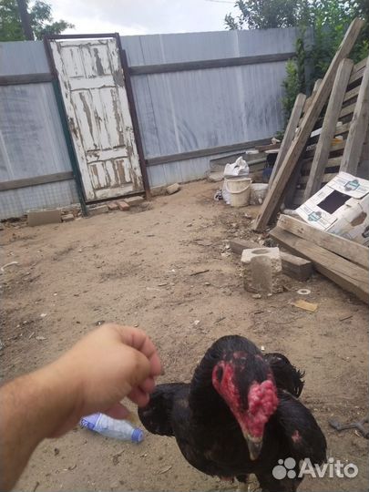 Куры и петухи