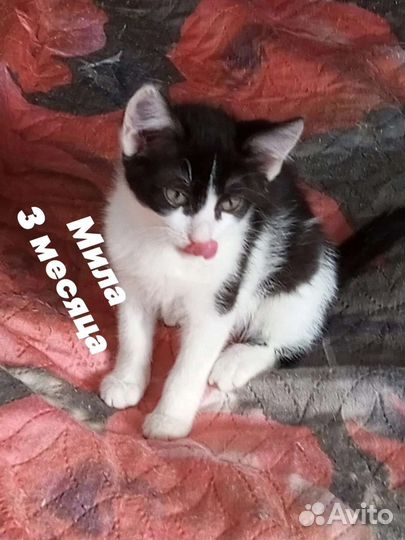 Котенок девочка в добрые руки