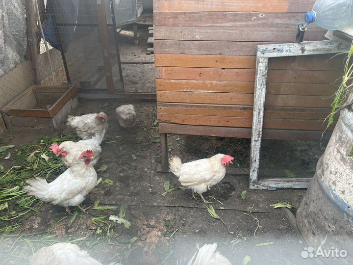 Куры несушки