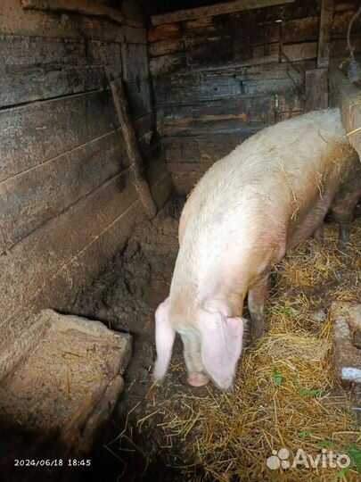 Свиноматка