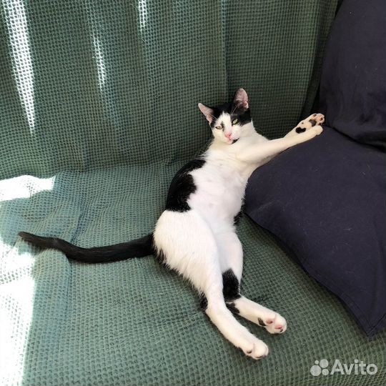 Грузия (любой город). Ищем дом котенку, мальчик