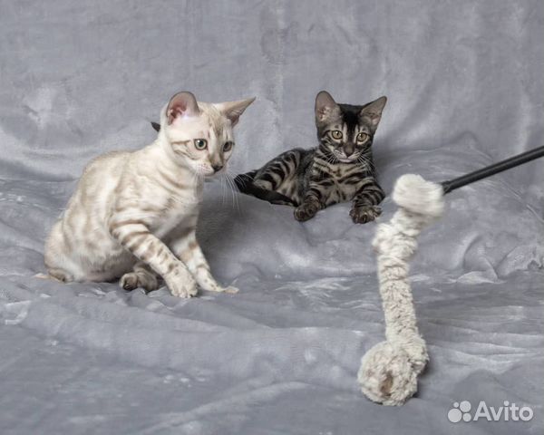 Бенгальские котята из Питомника объявление продам