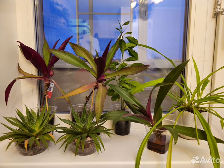 Комнатные цветы