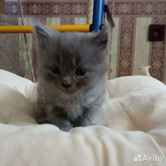 Британская кошка