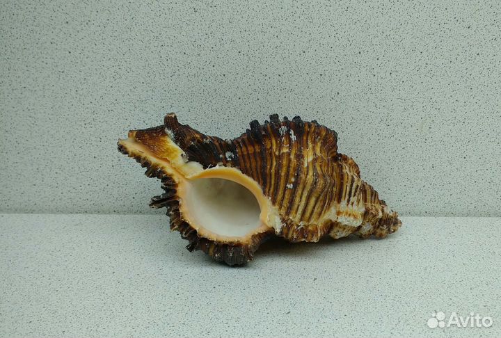 Чикореус Торрефактус 11,7 ракушка раковина