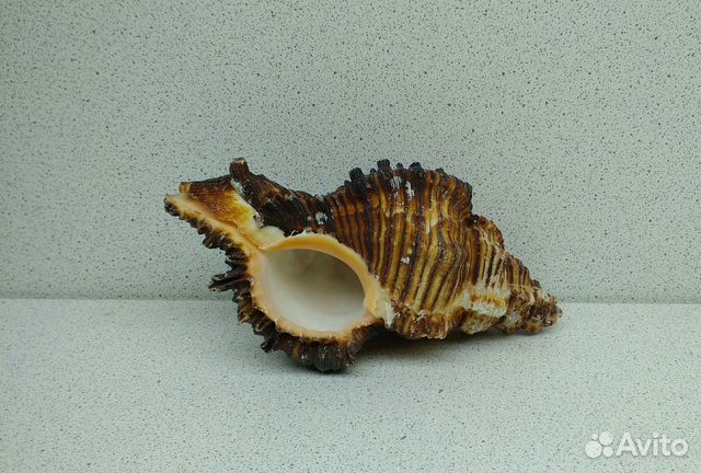 Чикореус Торрефактус 11,7 ракушка раковина