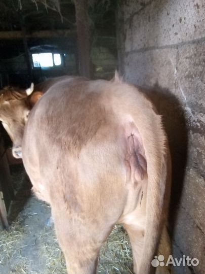 Корова телка