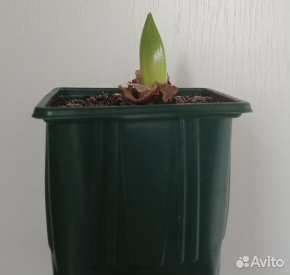 Гиппеаструм