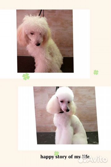 Груминг (стрижка собак) Родники