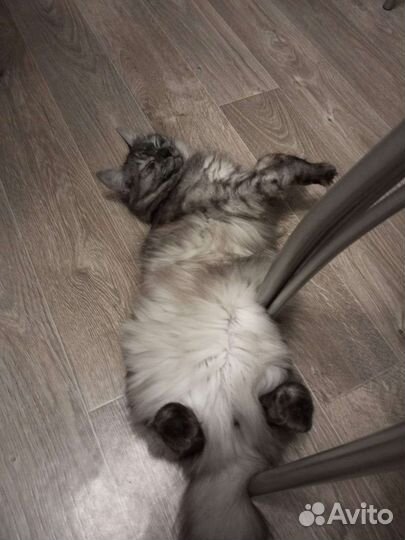 Отдам в добрые руки