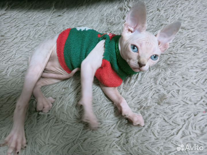 Канадский сфинкс девочка