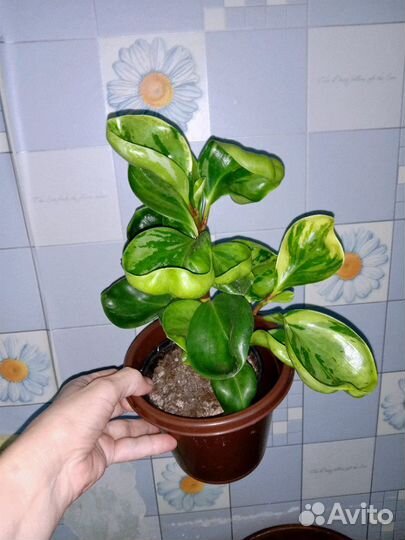 Пепперомия вар.