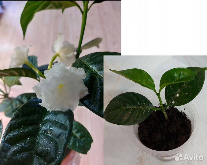 Комнатные цветы цветущие и не только