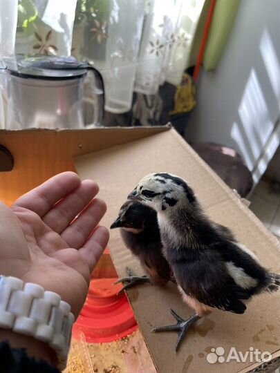 Инкубационное яйцо