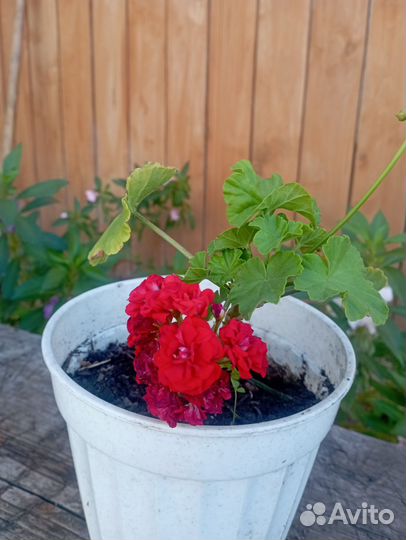 Комнатные цветы