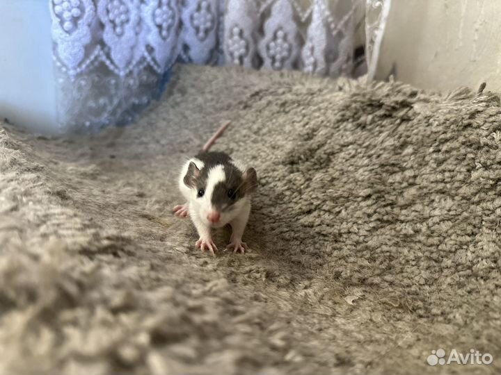 Крыса дамбо