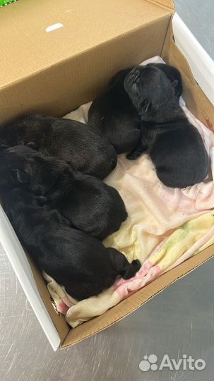 Французкий бульдог щенки