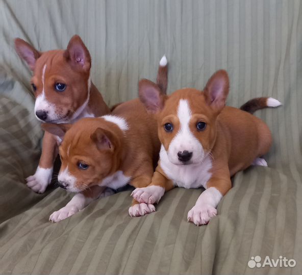 Басенджи, щенки