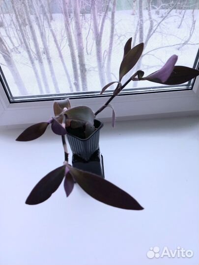 Традесканция