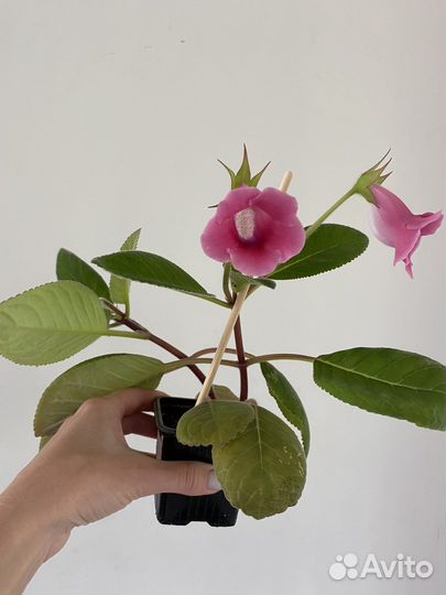 Глоксиния розовая цветущая