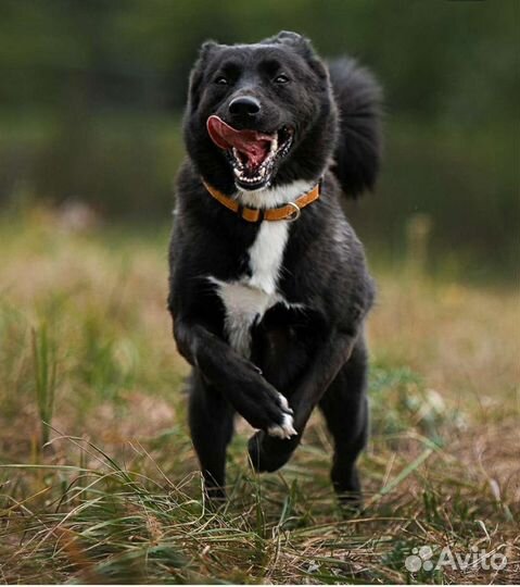 Девочка томится в клетке приюта