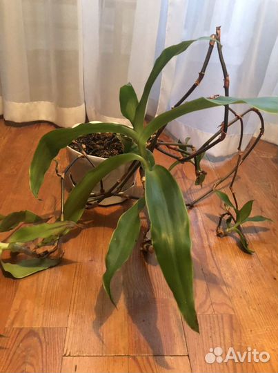 Цветы (спатифилум, каланхоэ, молочай)