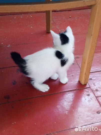 Котенок в добрые руки