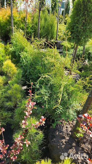 Туя брабант 100-120см