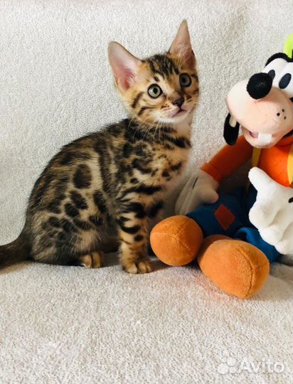 Продам бенгальских котиков