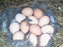 Инкубационное яйцо индюшки и цесарки