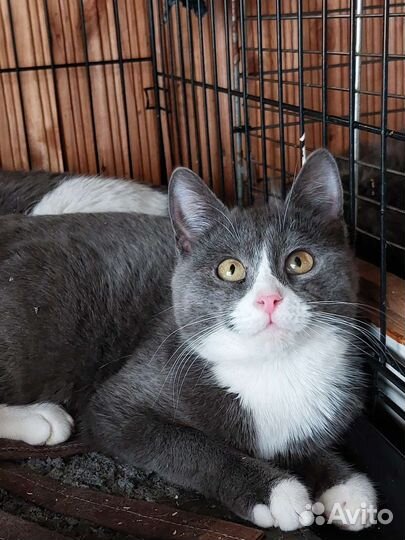 Кот в добрые руки