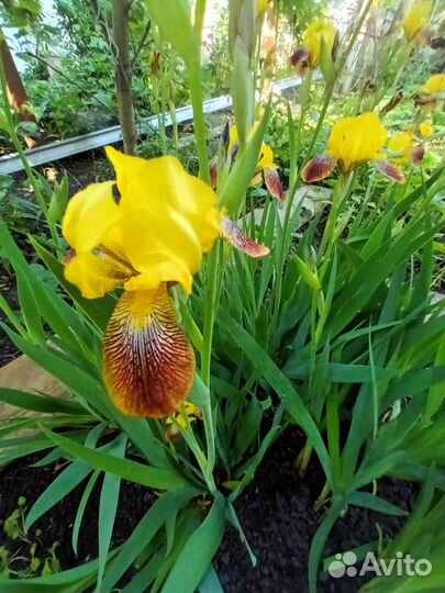 Золотой шар ирисы 40 хоста 20 цветы многолетние