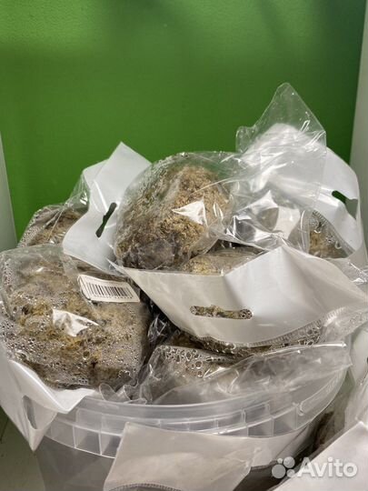 Кладофора шаровидная, вабикуса (болотная кочка)