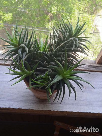 Суккуленты хавортия