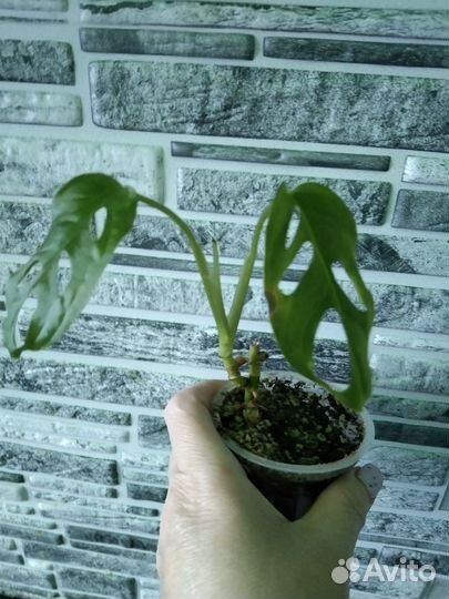 Монстера манки маск (маска обезьяны)