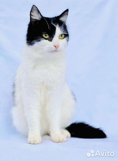 Кошечка в добрые руки