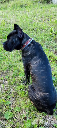 Щенки кане корсо бесплатно