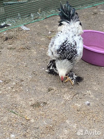 Петухи молодые Брама