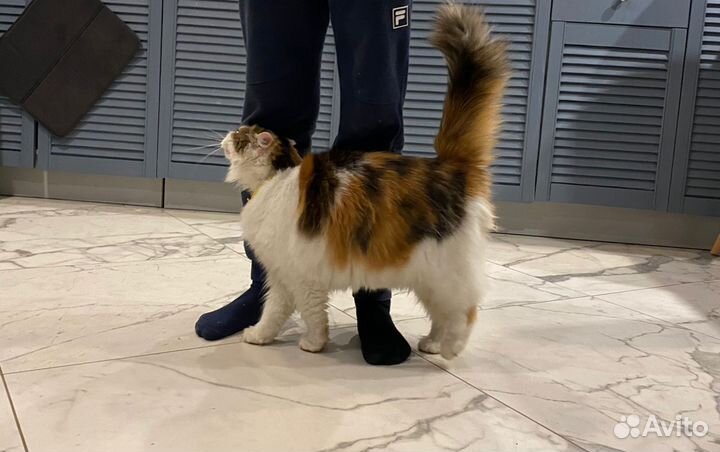 Кошка в очень добрые рук