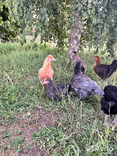 Куры несушки