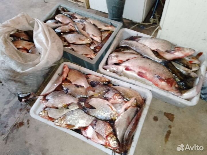 Свежая рыба