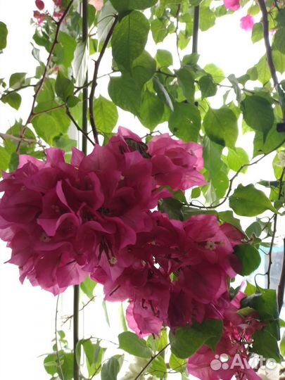 Бугенвилия