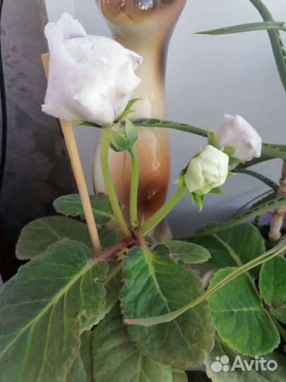 Глоксиния махровая