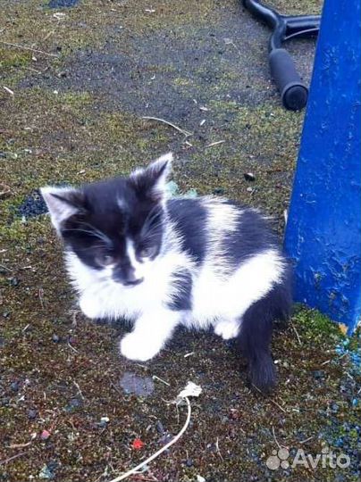 Котик в добрые руки